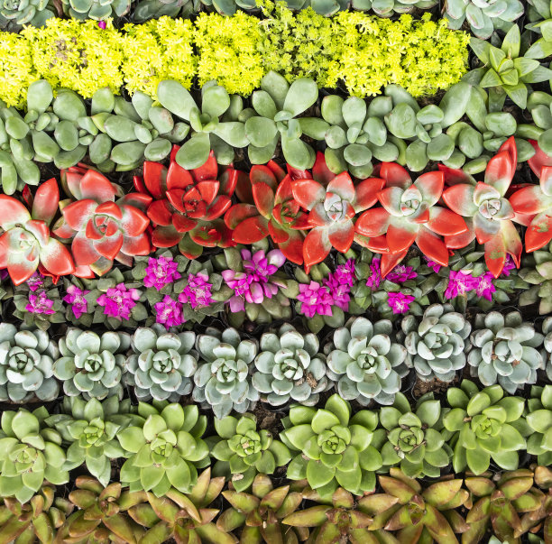 小型多肉植物图片下载