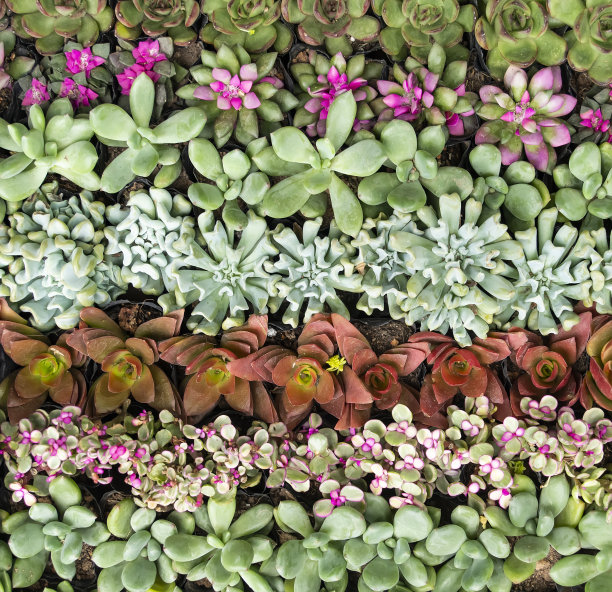 小型多肉植物图片下载