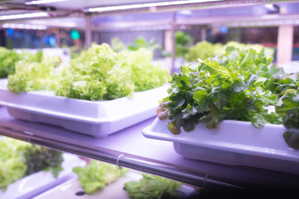 有机水培蔬菜种植与LED灯室内农场，农业技术。图片下载