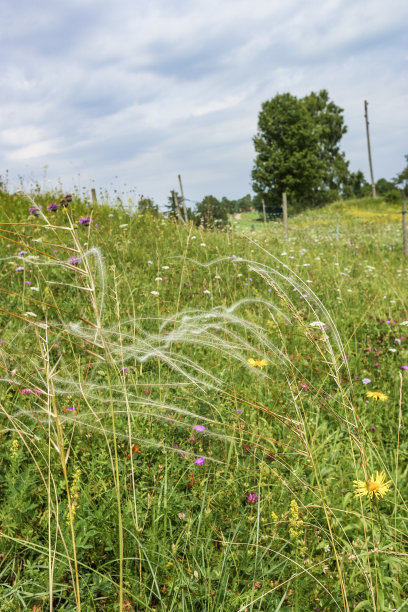 夏天草地上的刺针茅图片下载