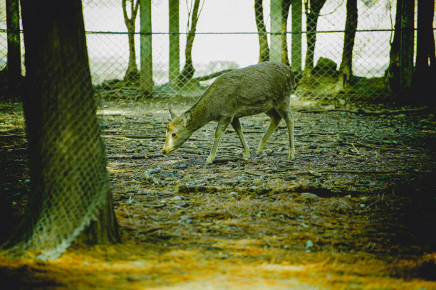 在奈良公园散步的鹿图片下载