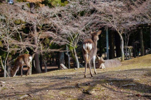在奈良公园散步的鹿图片下载