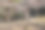 在奈良公园散步的鹿图片下载