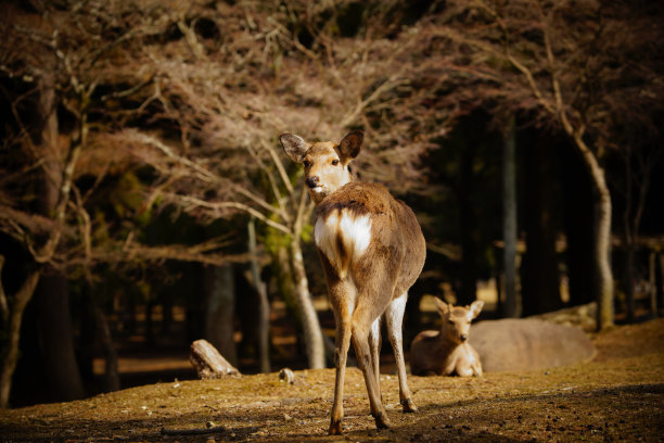 在奈良公园散步的鹿图片下载
