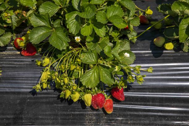 草莓田(阿联酋-伊兹密尔-土耳其)图片下载