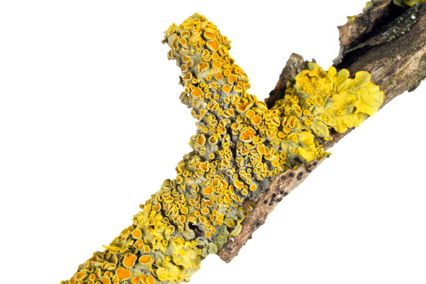 树枝上的地衣特写。图片下载