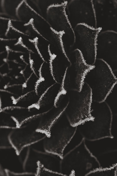 花瓣上结霜的植物的底面图片下载