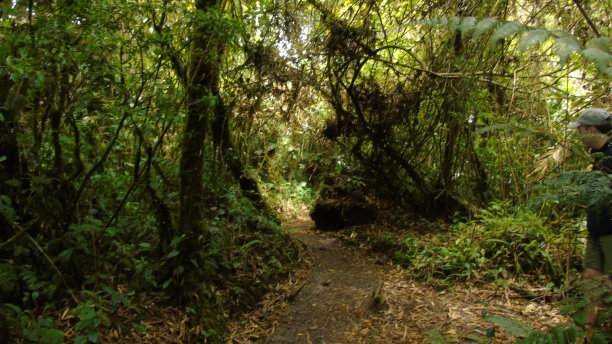 哥斯达黎加Monteverde云雾森林中的小路图片下载