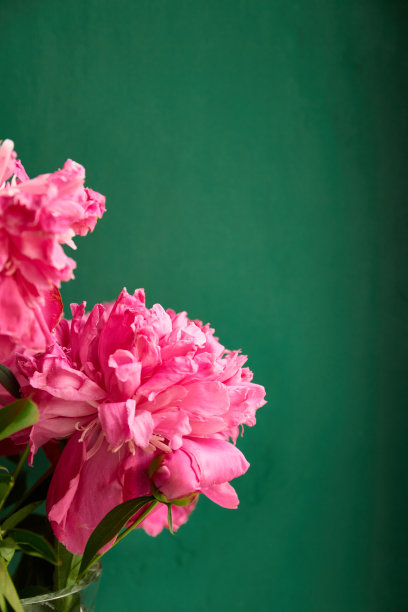 粉红色的牡丹花与绿色背景的复制空间图片下载