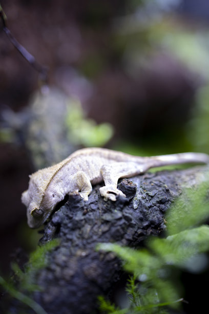 爬行动物冠毛壁虎在大自然与美丽的色彩在大玻璃容器图片下载