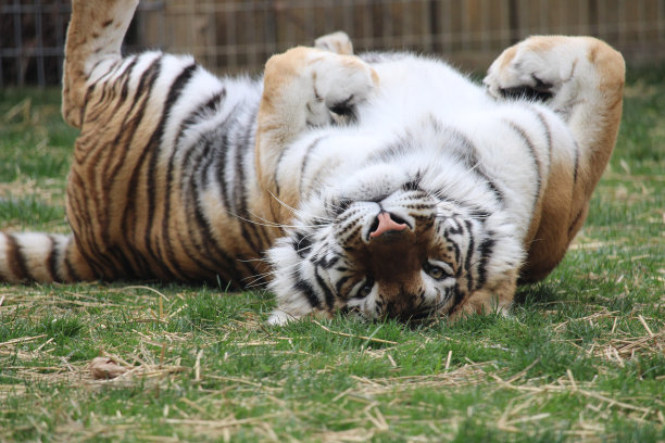 一只孟加拉虎仰面躺着的肖像图片下载