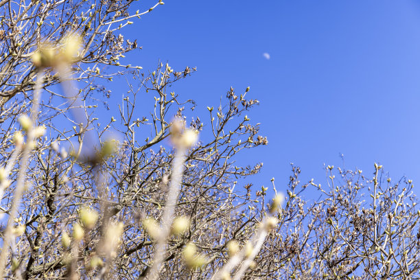 在早春晴朗的天气里，光秃秃的树木图片下载