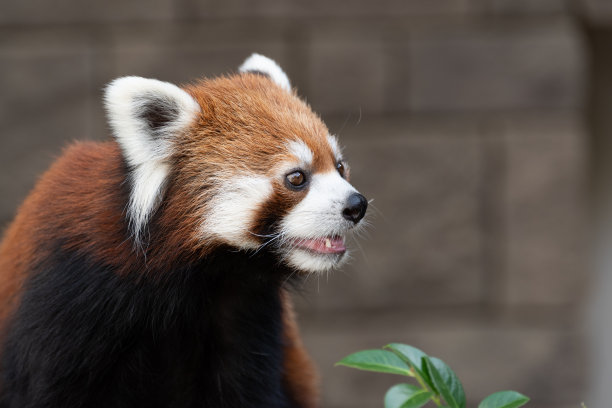 可爱的小熊猫图片下载