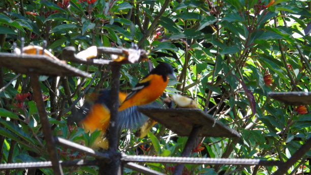 巴尔的摩金莺正在飞往喂鸟器的途中图片下载