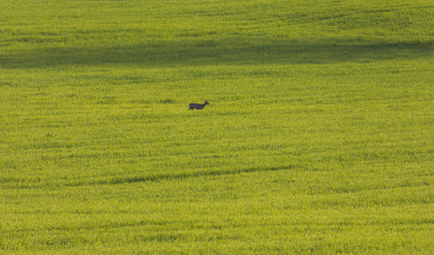 鹿走在春天的绿田野里。野生动物照片，捷克共和国图片下载