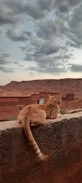 美丽的猫咪表演图片下载