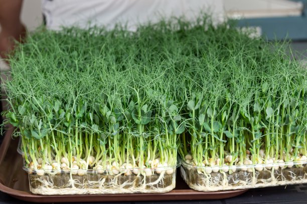 多汁嫩枝的微型绿色植物特写。种植种子图片下载