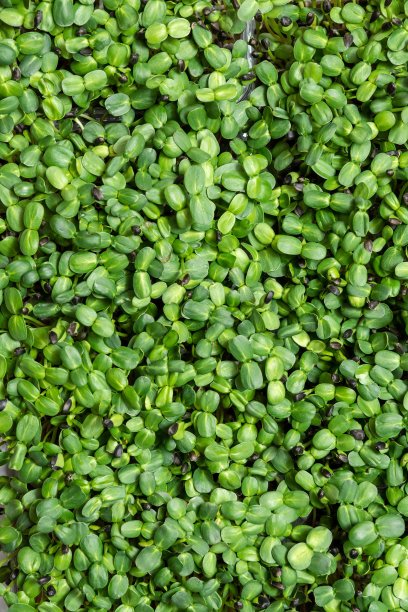 多汁嫩枝的微型绿色植物特写。在温室里种种子。生产营养环保的维生素，模糊焦点图片下载