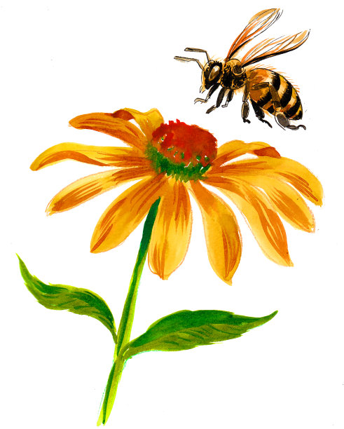 黄花和飞蜂图片下载