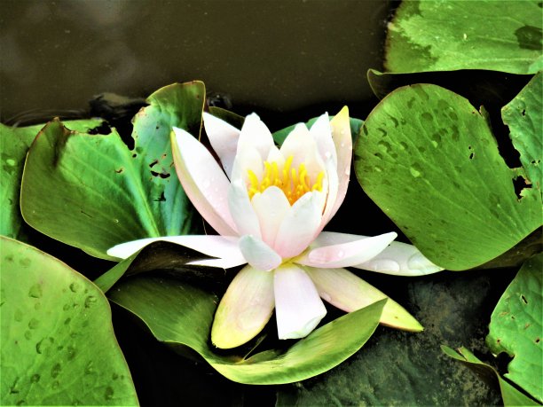 日本。6月。睡莲。图片下载