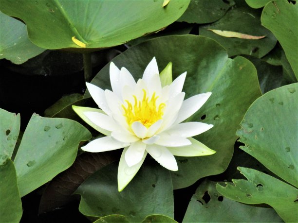 日本。6月。睡莲的几何学。图片下载