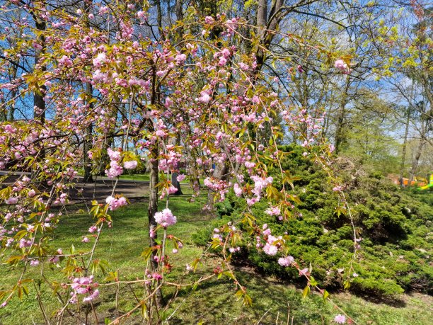 Beautiful Spa Park in Polczyn Zdrój in the spring entourage图片下载