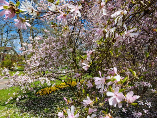 Beautiful Spa Park in Polczyn Zdrój in the spring entourage图片下载