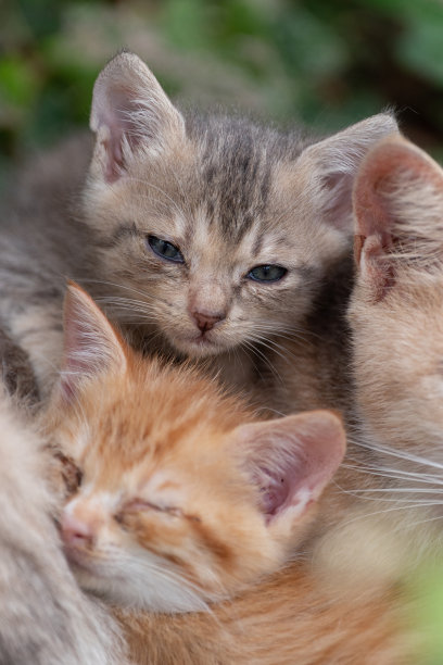 可爱的小猫图片下载