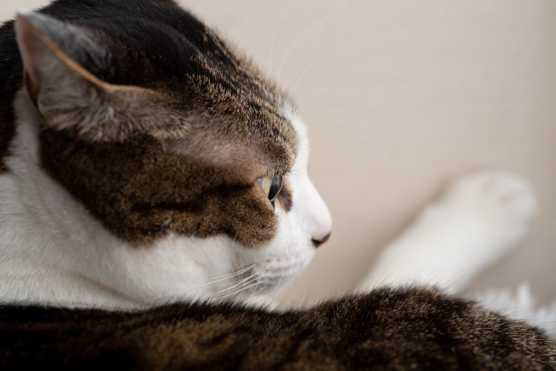 盯着猫图片下载