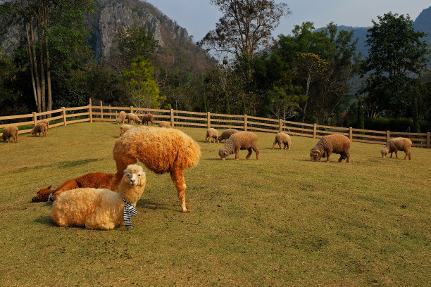 天然绿色公园里的绵羊和羊驼图片下载