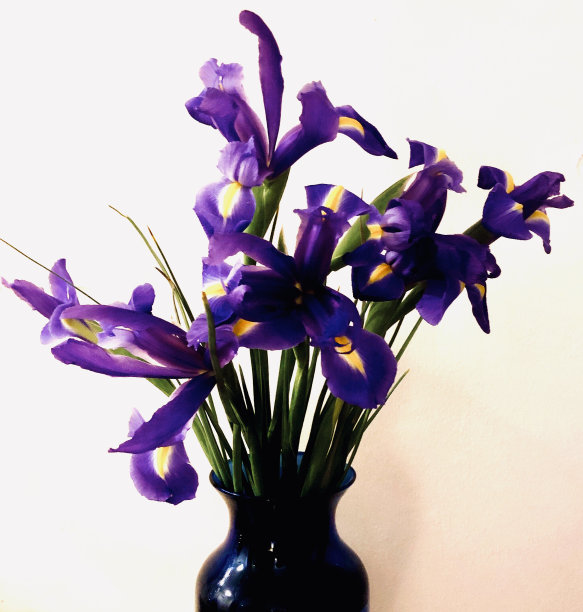 蓝色花瓶里的一束鸢尾花图片下载