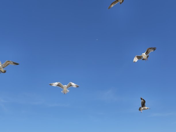 海鸥来了图片下载
