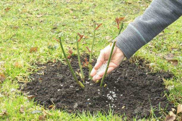 春天，一位妇女用手拿着矿物颗粒喂着玫瑰花丛。图片下载