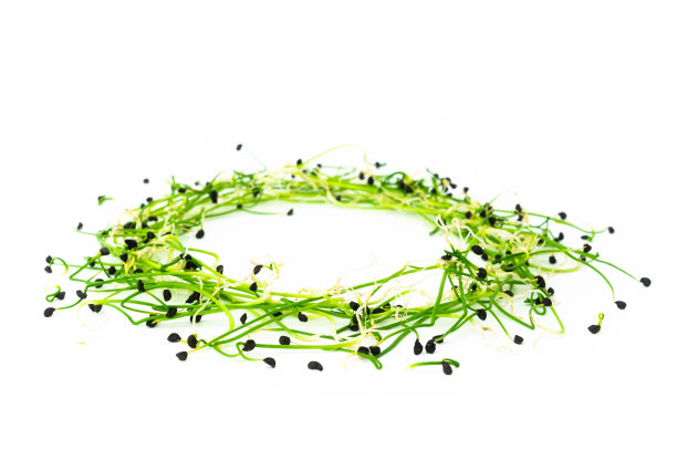 白色背景上的葱或葱的微绿芽。葱创意照片。食物装饰。超级食品，健康饮食理念图片下载
