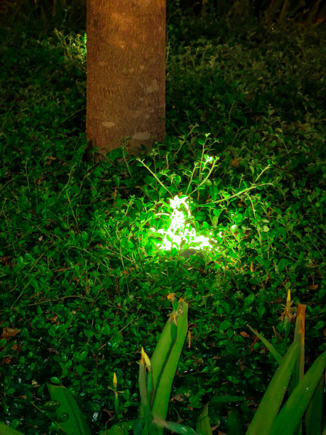 点燃的草图片下载