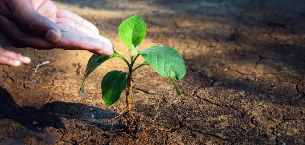 随着世界环境日和全球变暖的概念，农民在干旱脱水的破碎的地球上用手浇灌小植物的特写图片下载