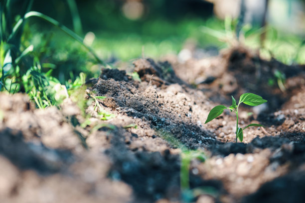 新鲜菜园图片下载