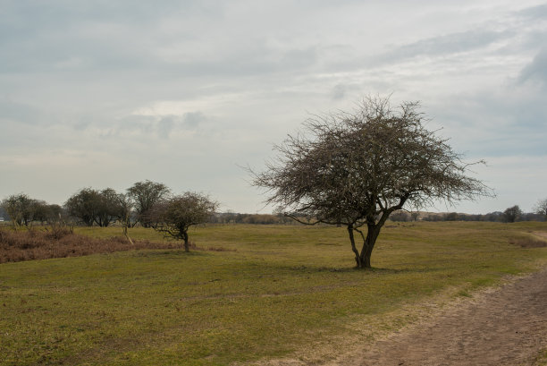 田野里一棵没有叶子的树图片下载