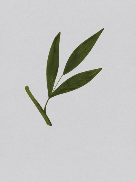 牡丹花朵图片下载