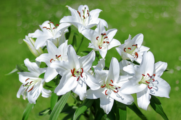 白百合花。白色的复活节百合花在花园里。百合花盛开。百合Candidum。白色花瓣的花园百合花。大花在晴天。百合花在绿色背景上的特写图片下载