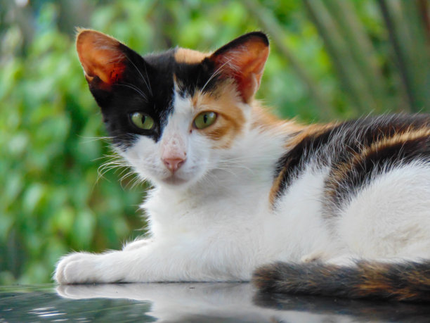 印花布猫脸图片下载