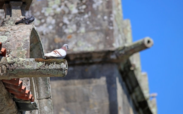 一只普通的城市鸽子站在屋顶的滴水嘴兽上。图片下载