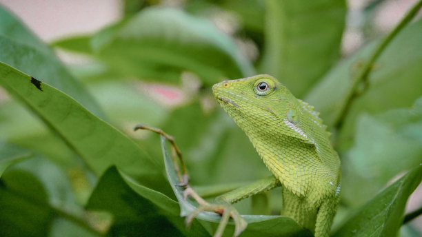 鬃森林蜥蜴- Bronchocela jubata -库存照片图片下载
