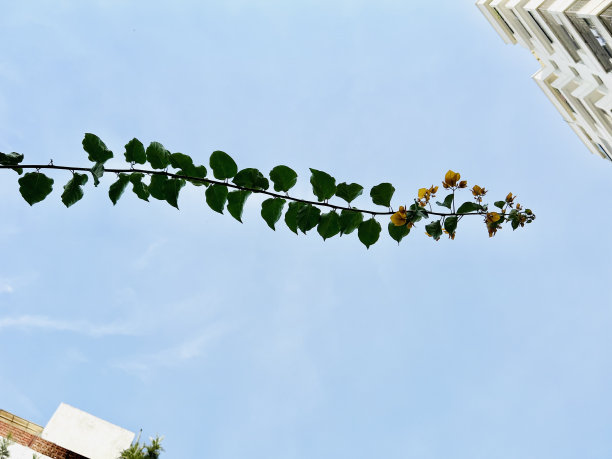 花在天空中飞舞图片下载