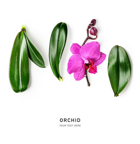 兰花花和叶子的创意布局孤立在白色的背景图片下载