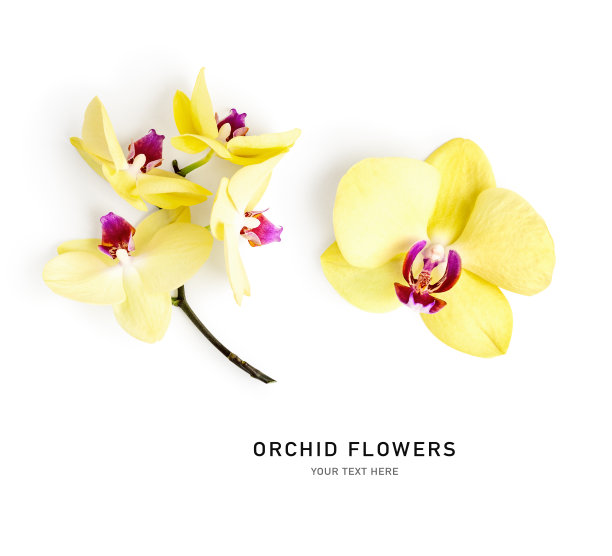 兰花黄花创意布局孤立在白色背景图片下载