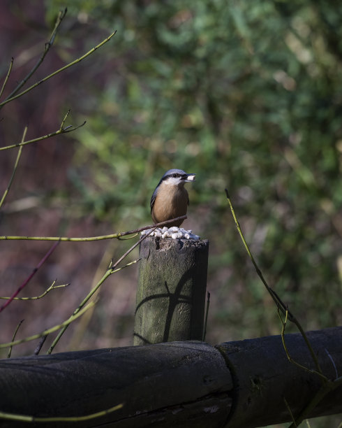 Nuthatch栖息在篱笆柱子上图片下载