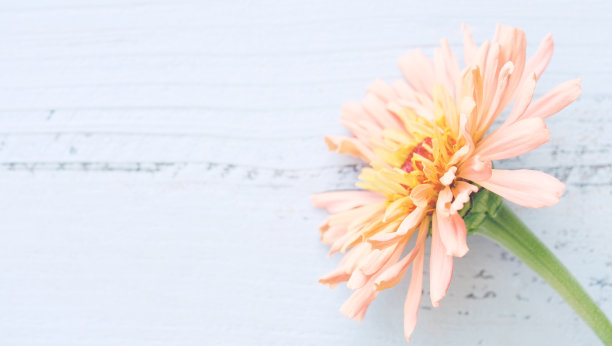 百日菊花在木材的背景图片下载