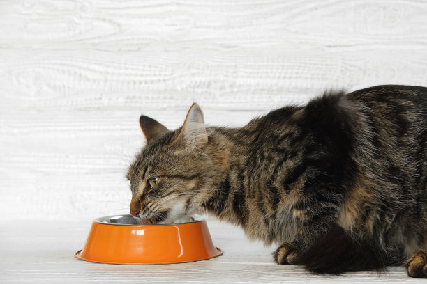猫在吃食物。斑纹灰小猫靠在白色木墙上吃着橙色钢碗里的猫食。关闭了。饿猫在家。可爱的家养动物。侧视图，复制空间。宠物护理。猫喂食。图片下载