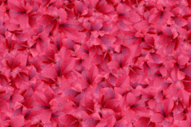 模糊的背景由秋天的红色和粉红色的野生浆果叶子图片下载